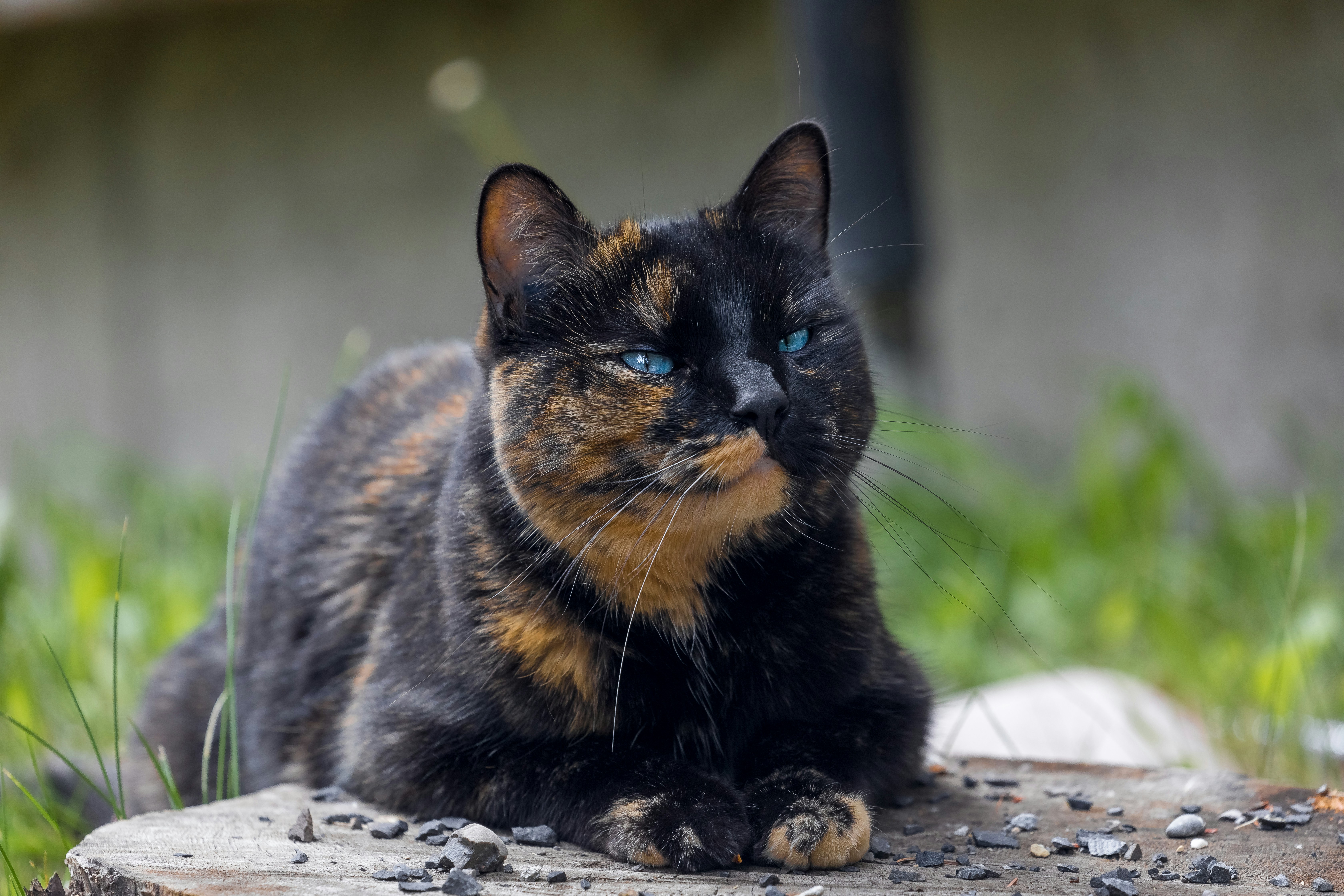 tortoiseshell cat price