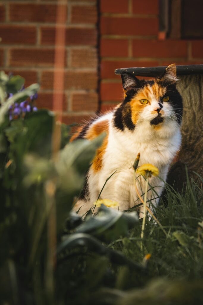 tortoiseshell cat average weight
