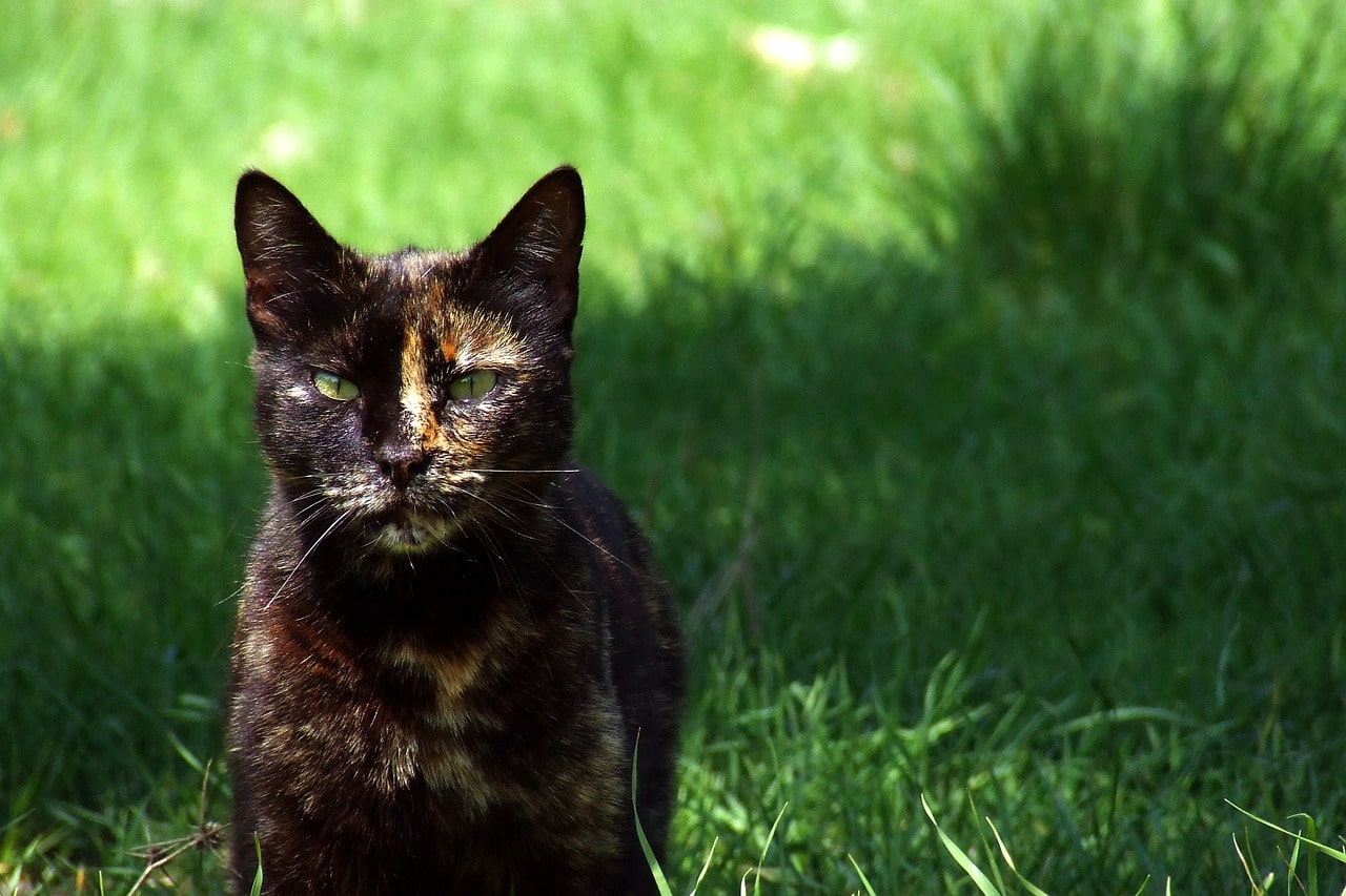 tortoiseshell cat characteristics