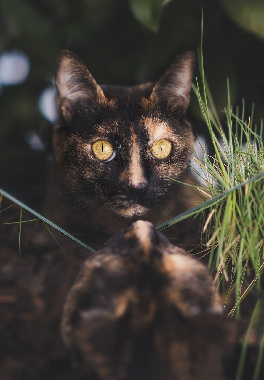 muted tortie cats