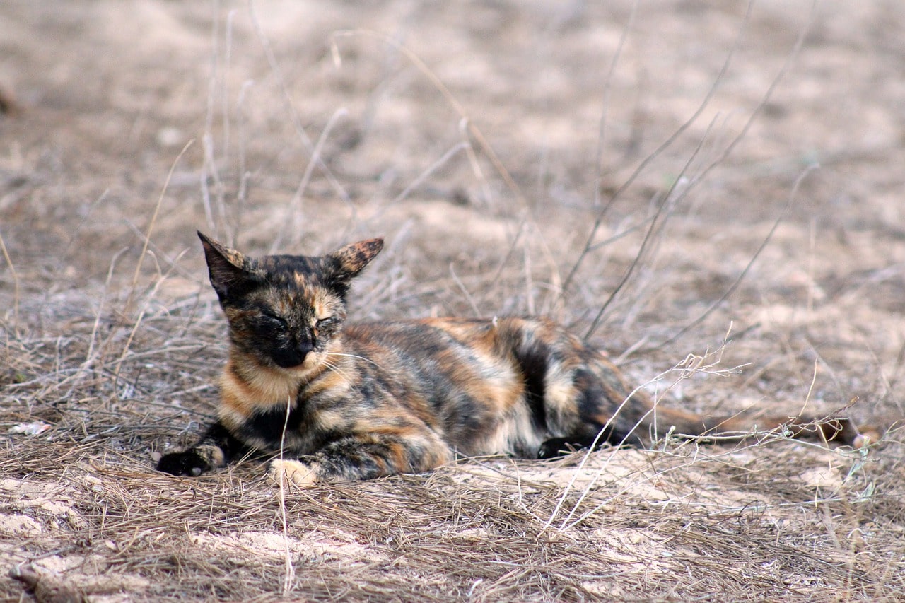 Tortoiseshell vs Calico