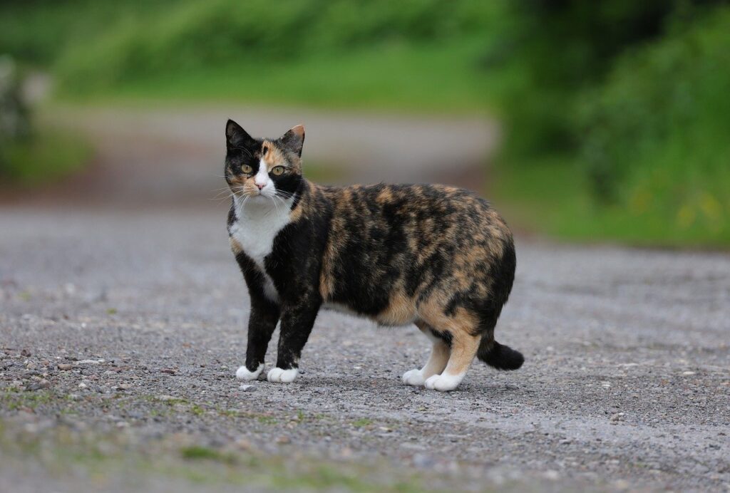 are tortie cats hypoallergenic