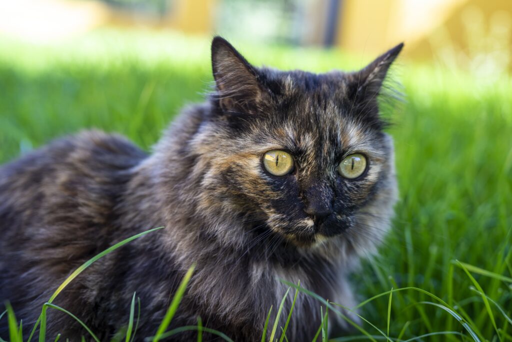 how long do tortie cats live