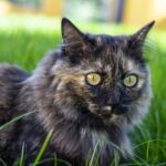 breeds of cats tortoiseshell