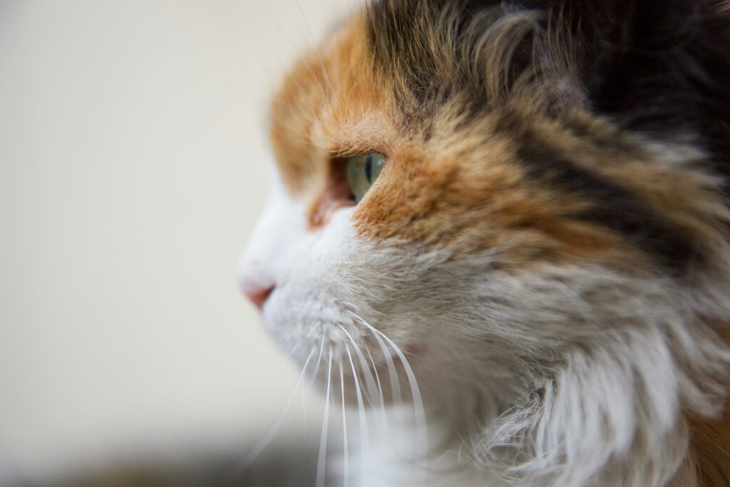 muted tortie cats
