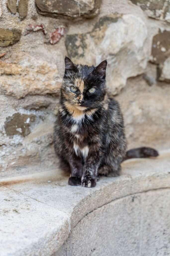 long hair tortoiseshell cat
