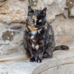 are tortie cats hypoallergenic