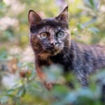 tortoiseshell cat breed