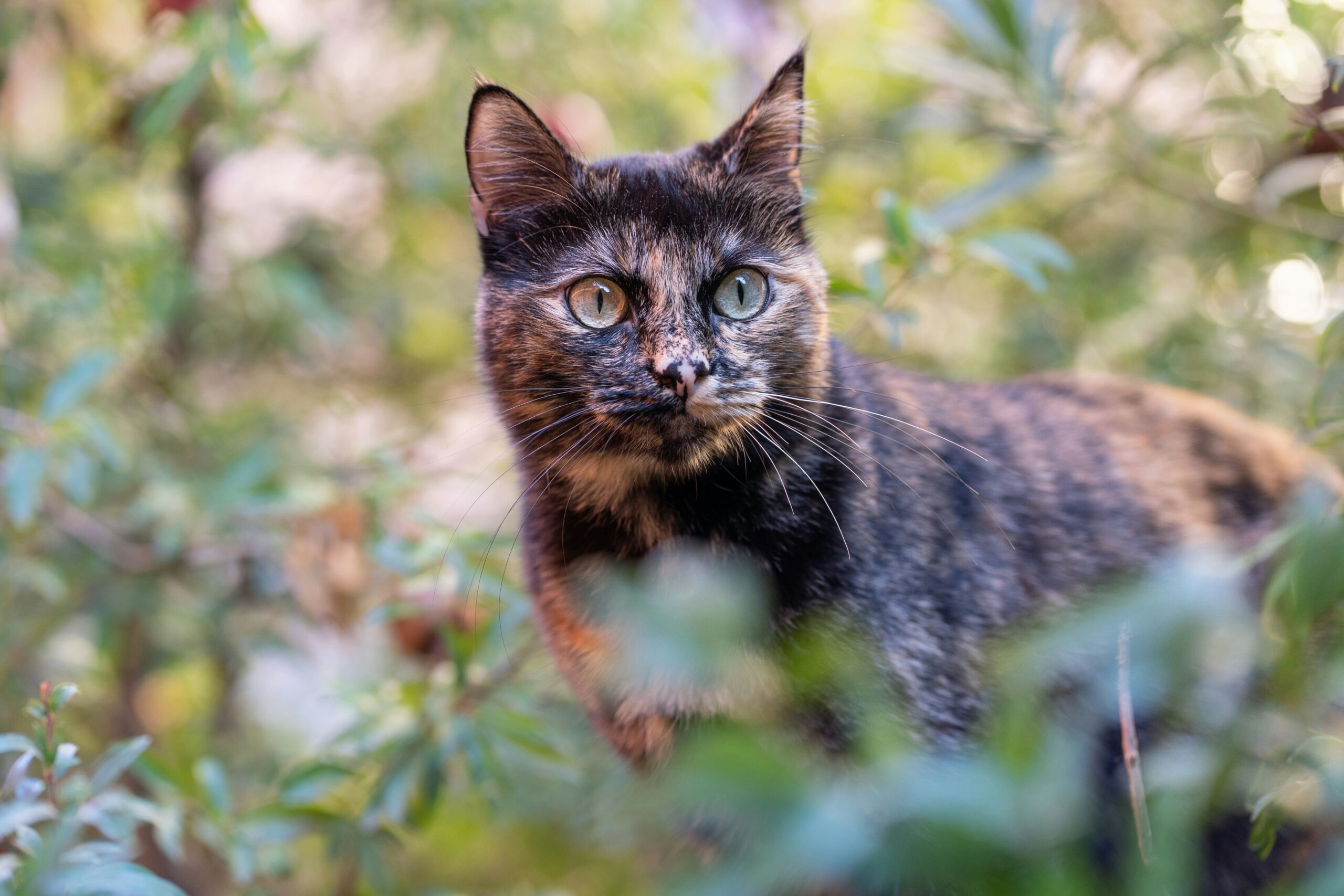 tortoiseshell cat breed