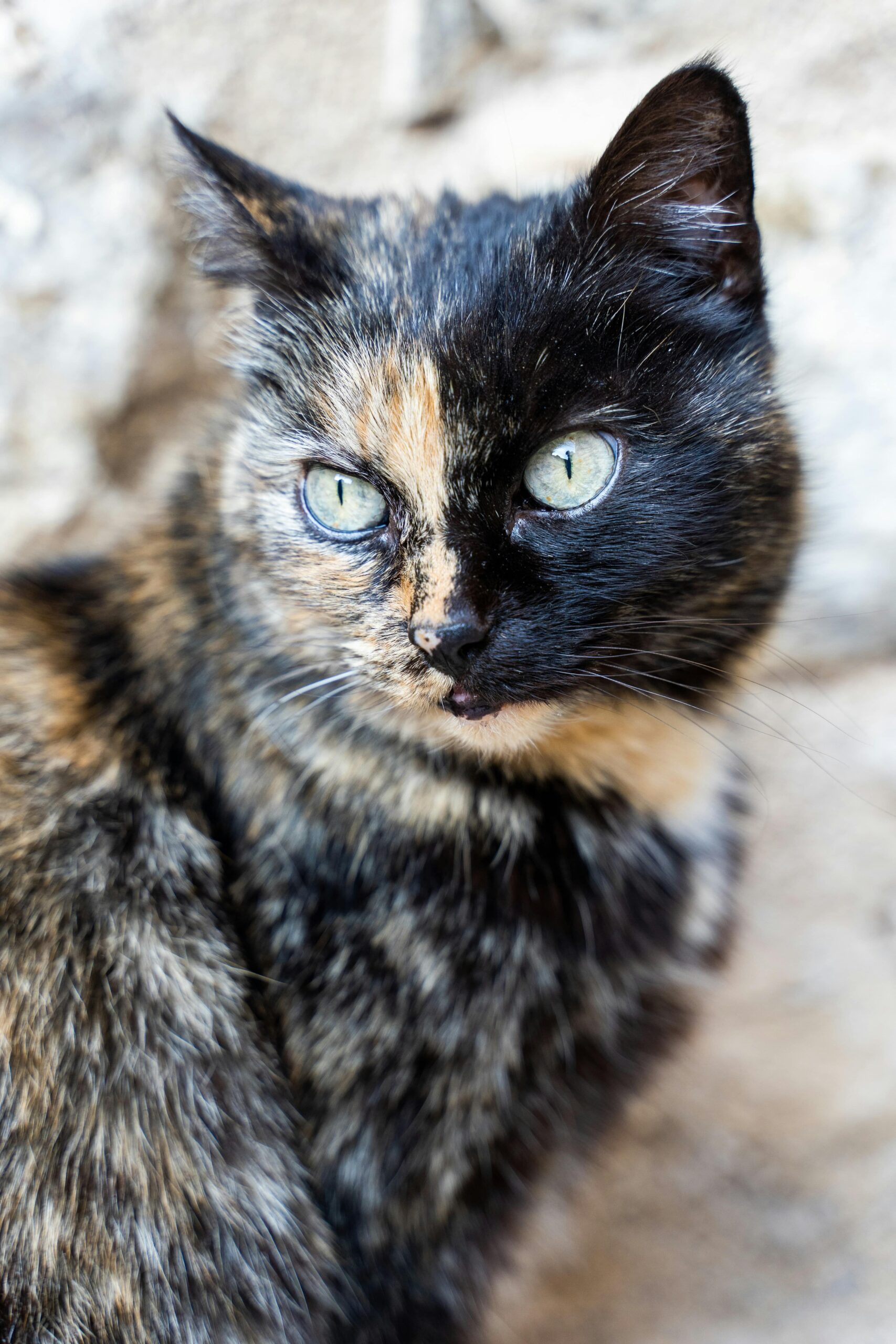 beautiful tortoiseshell cat