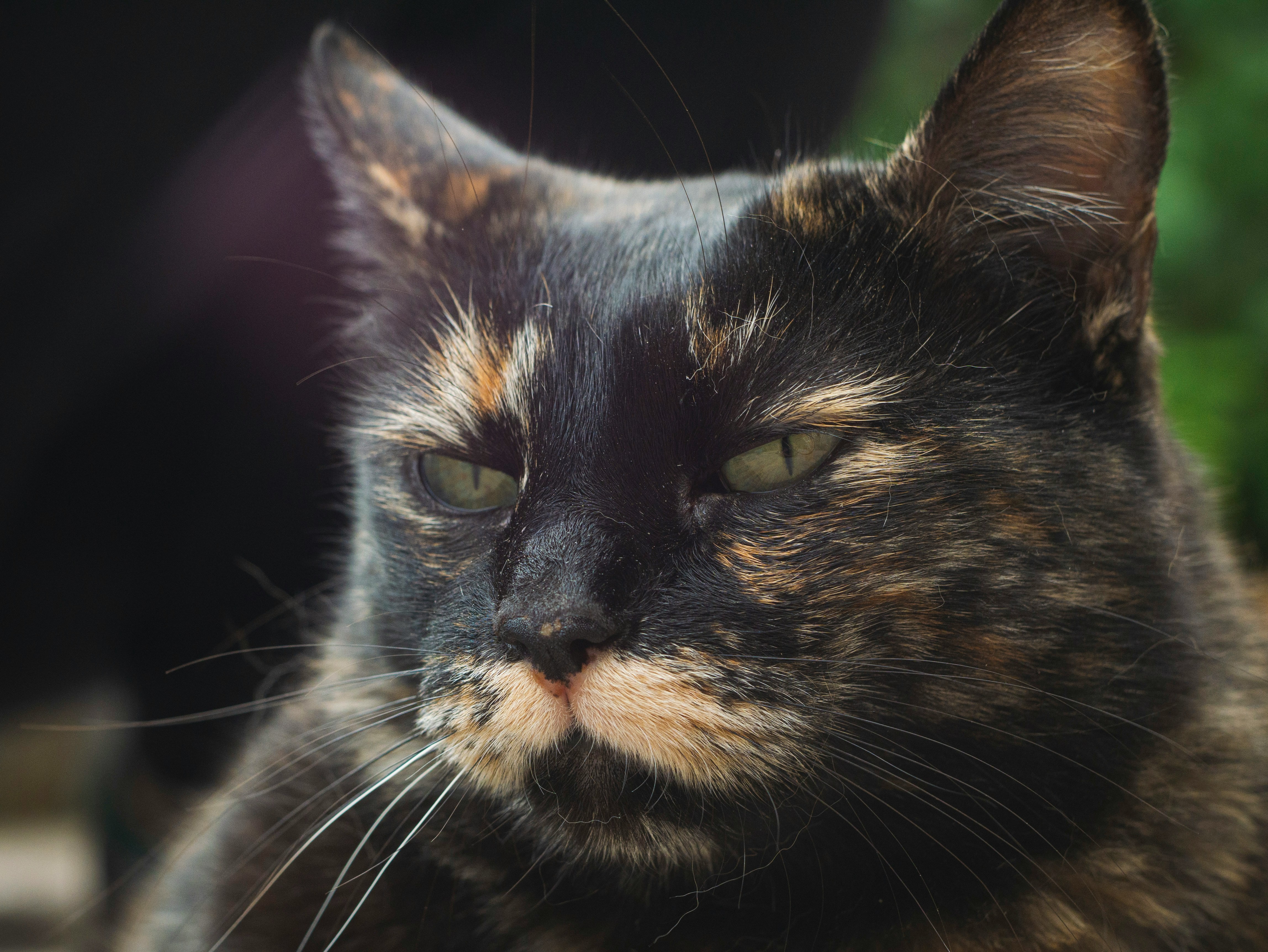 tortoiseshell cat price