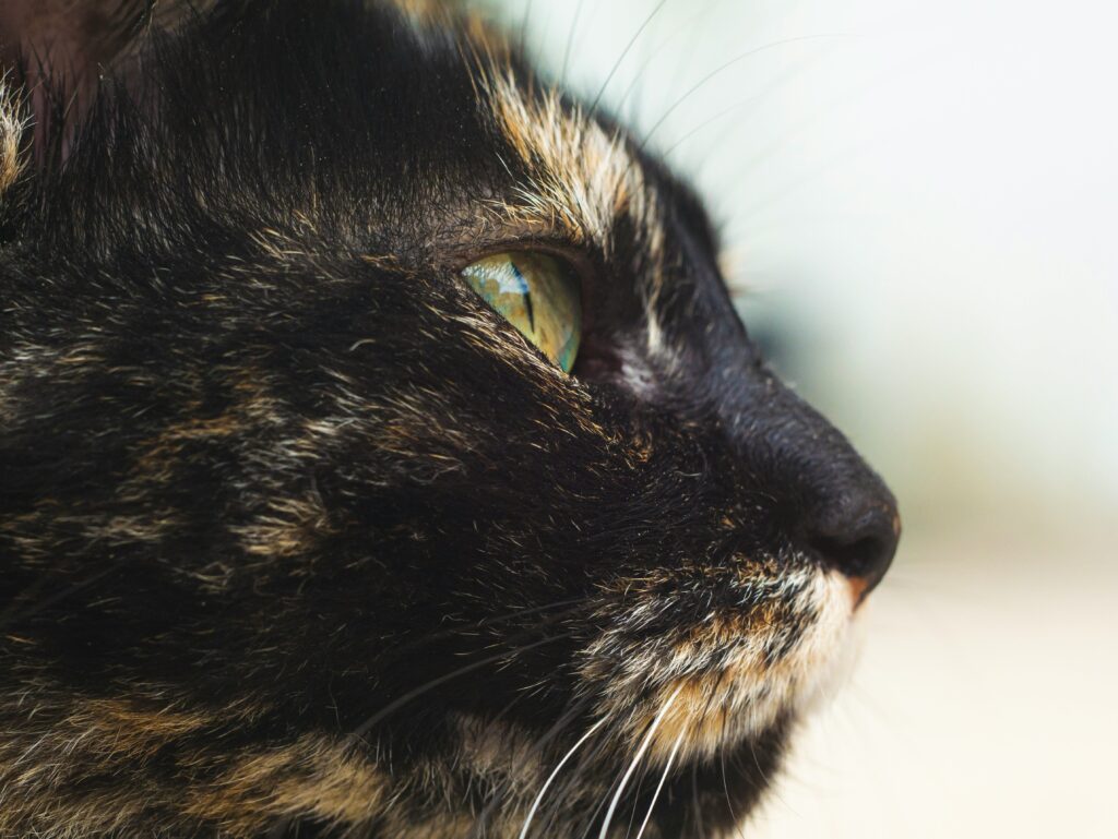 tortoiseshell cat lifespan
