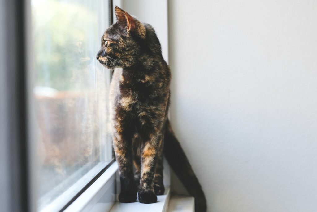 tortoiseshell cat average weight
