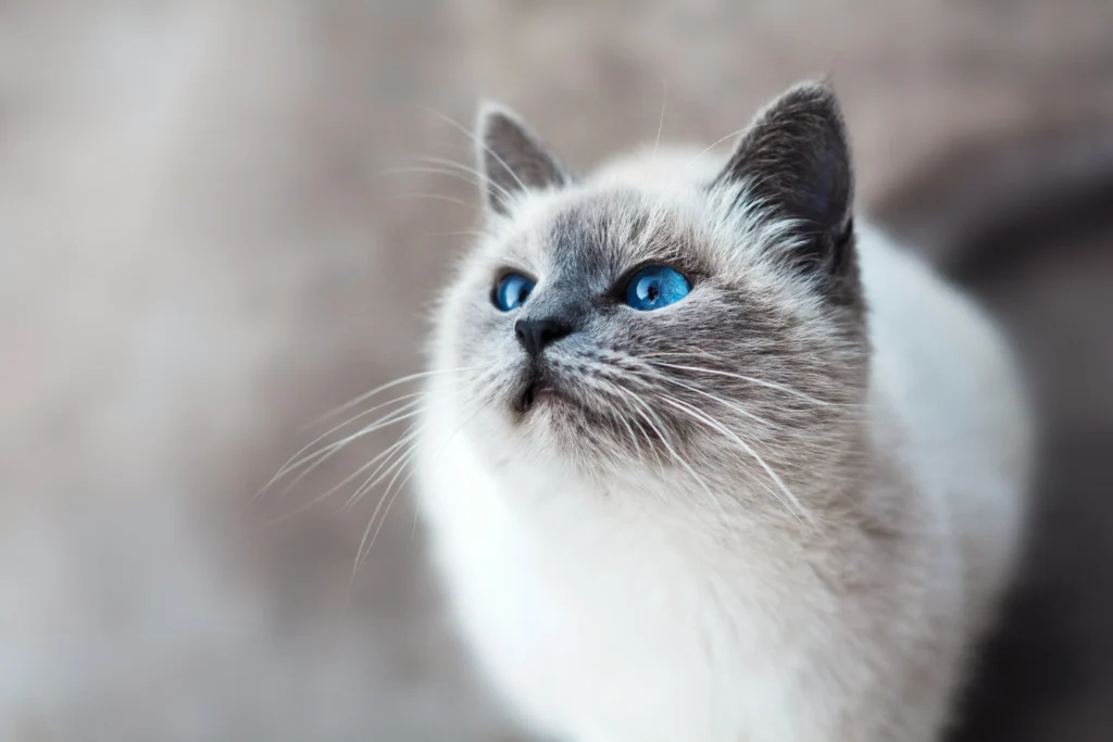 ragdoll tortie