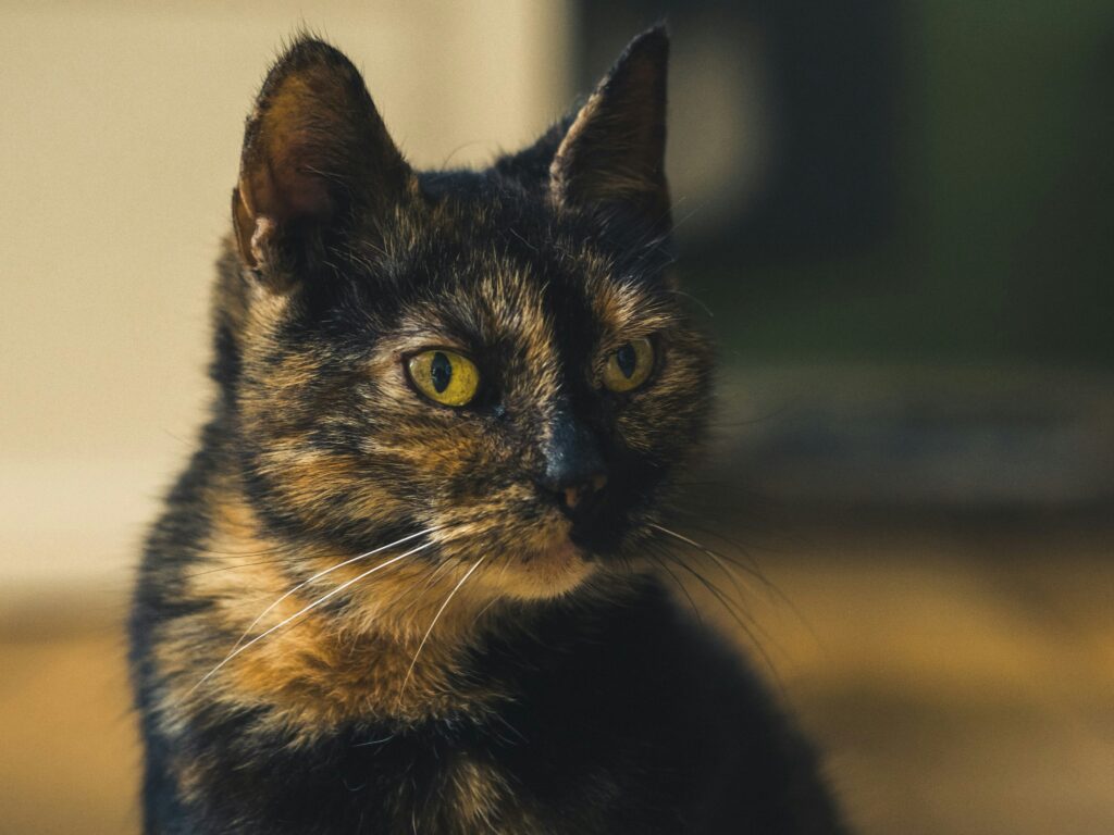 tortoiseshell cat average weight