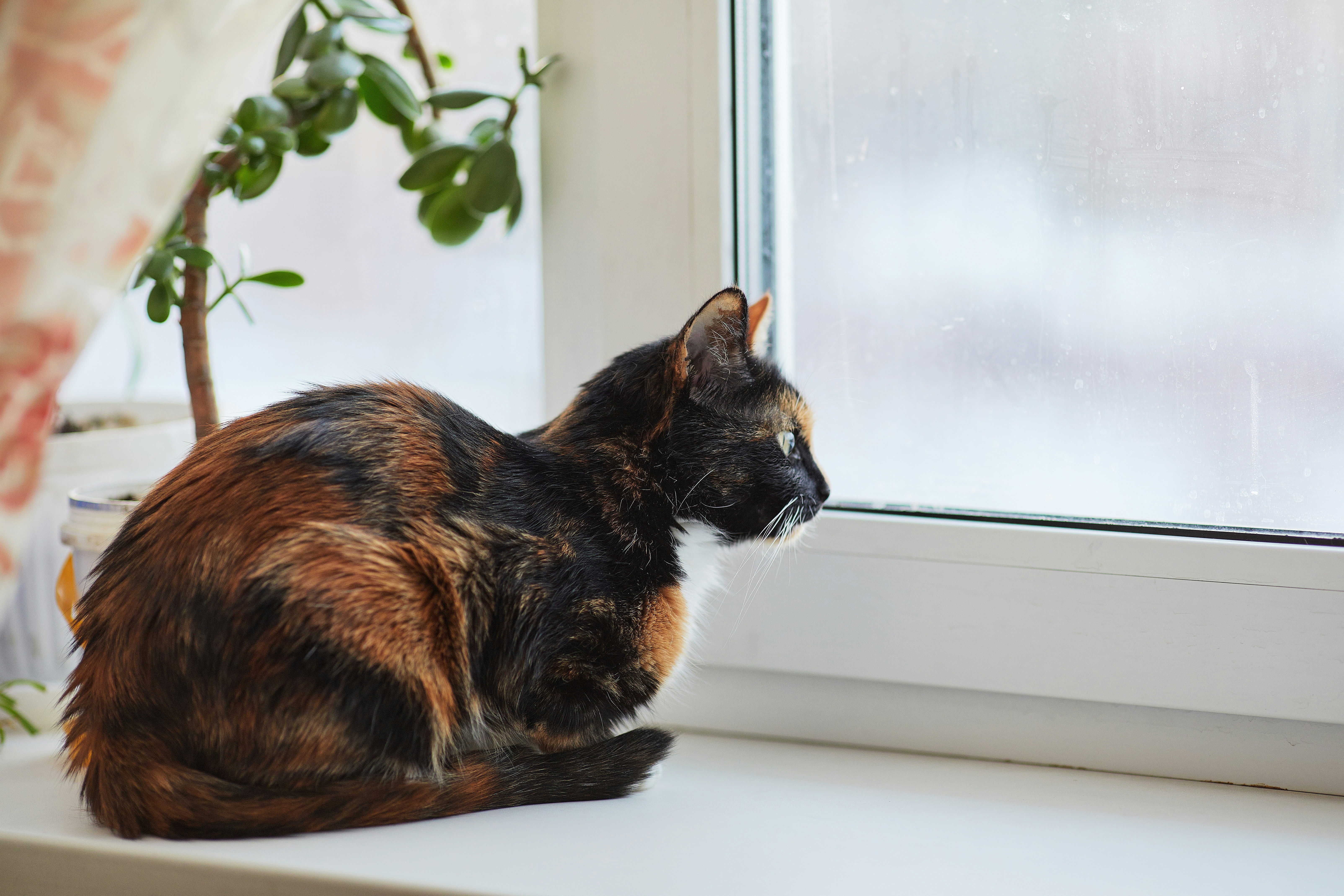 how long do tortie cats live