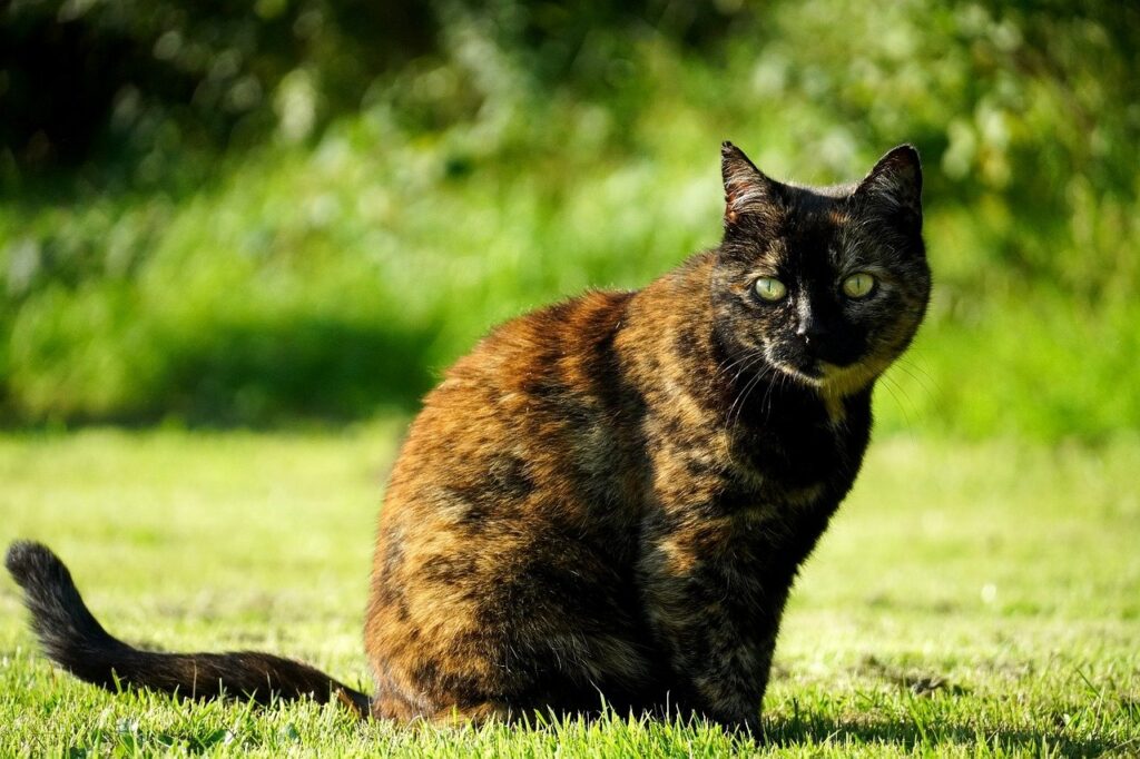 how long do tortie cats live
