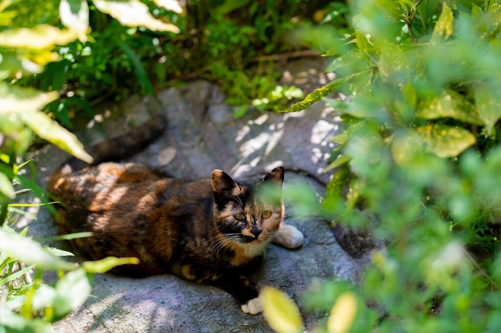 fluffy tortoiseshell cat
