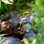 fluffy tortoiseshell cat