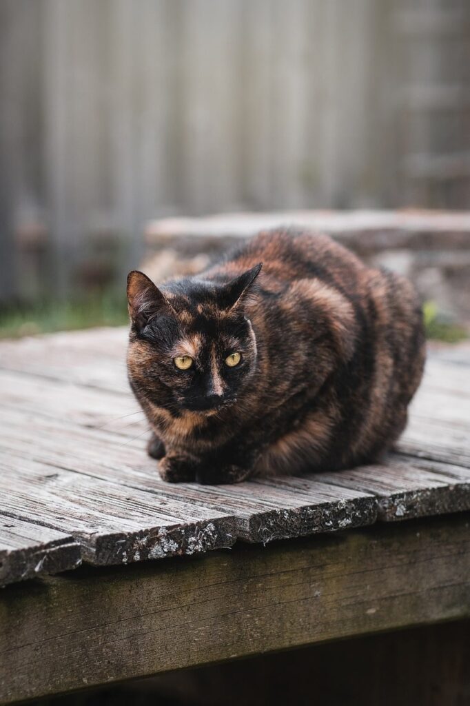 tortoiseshell cat health problems
