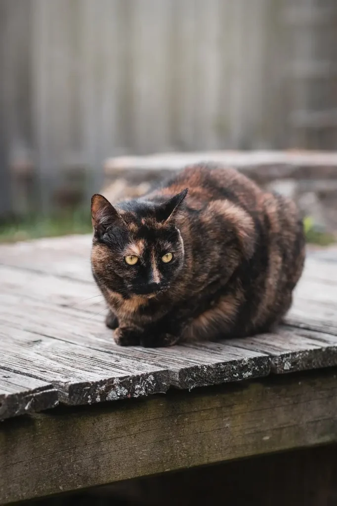 fluffy tortoiseshell cat
