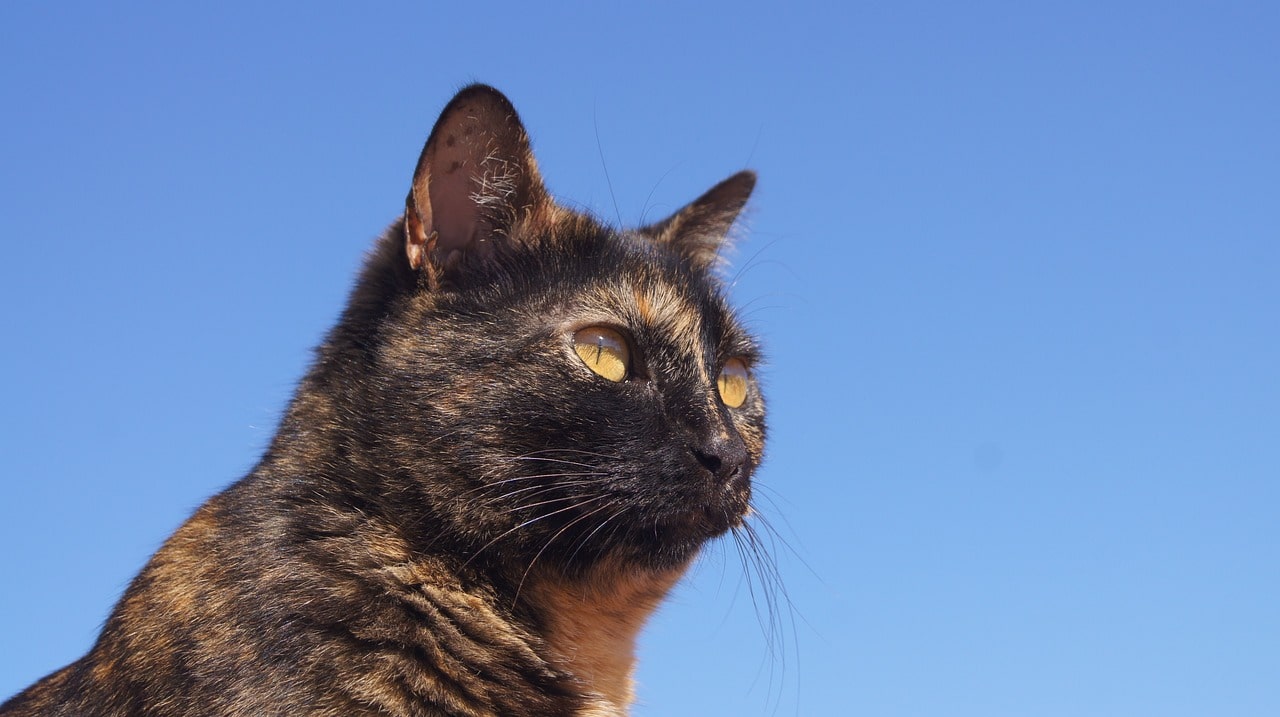 fluffy tortoiseshell cat