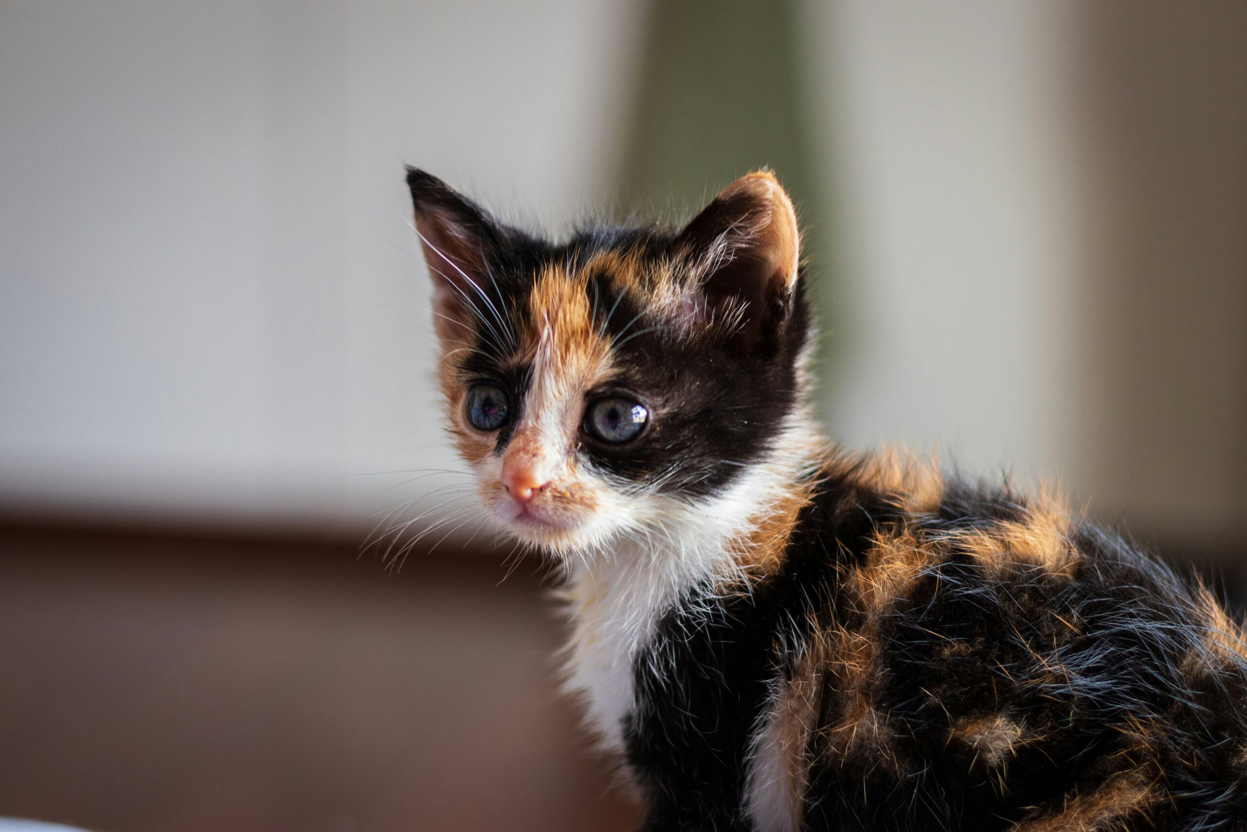 muted tortie cats