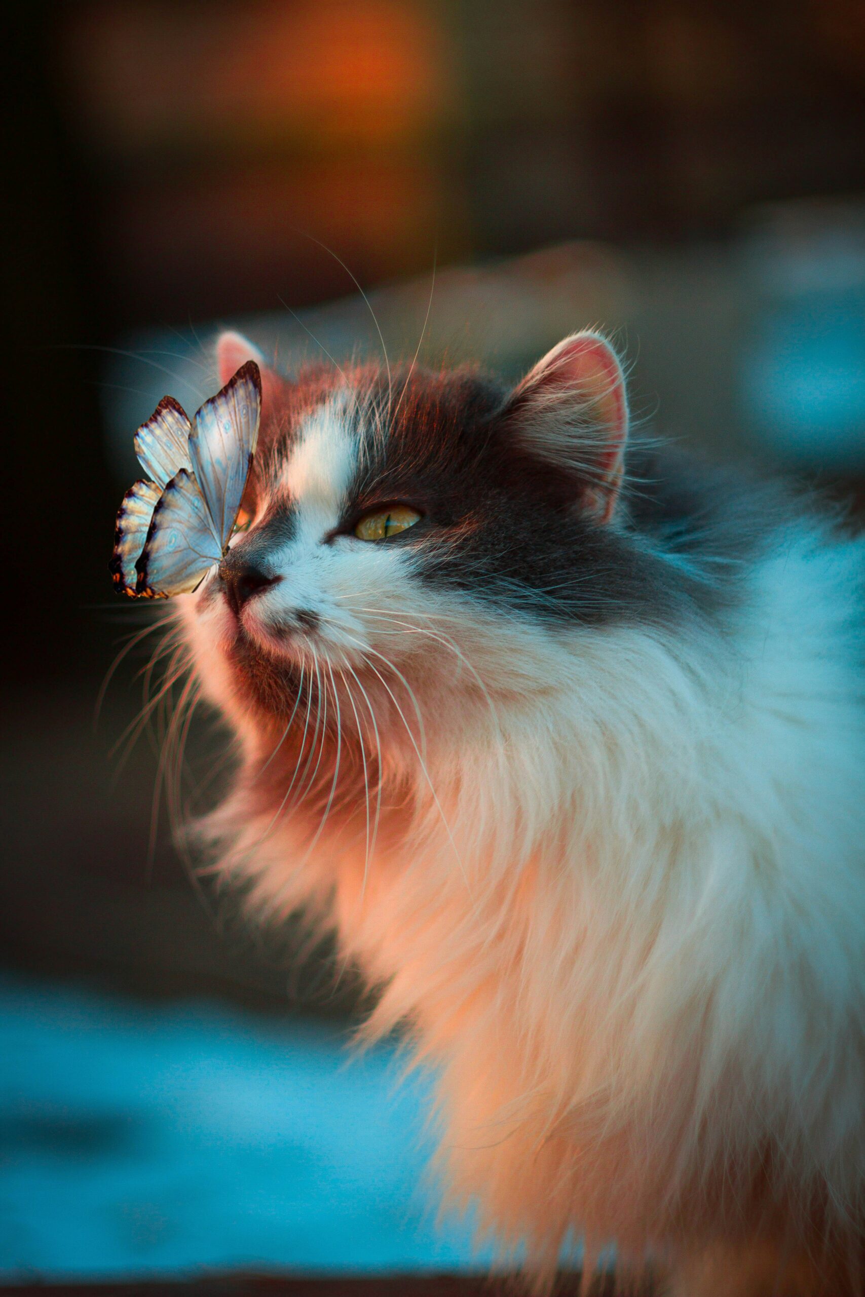 Persian tortie cat