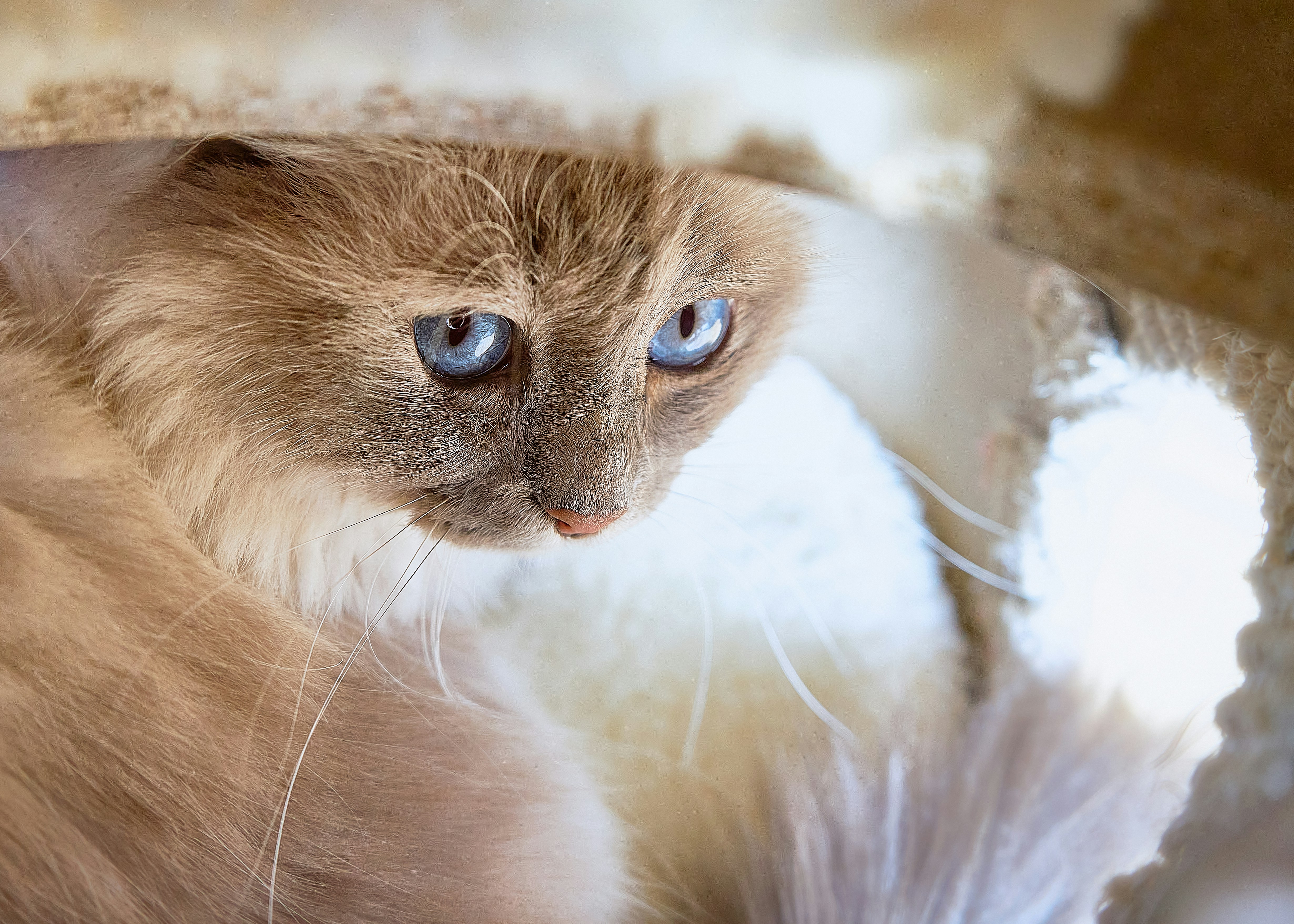 Birman tortoiseshell
