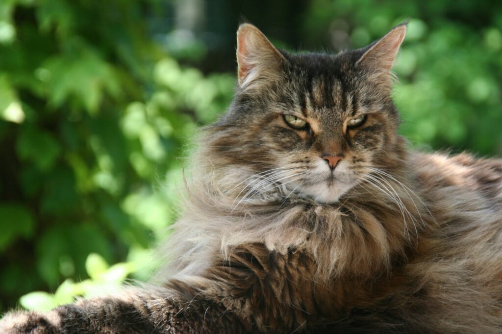 Maine Coon Tortoiseshell