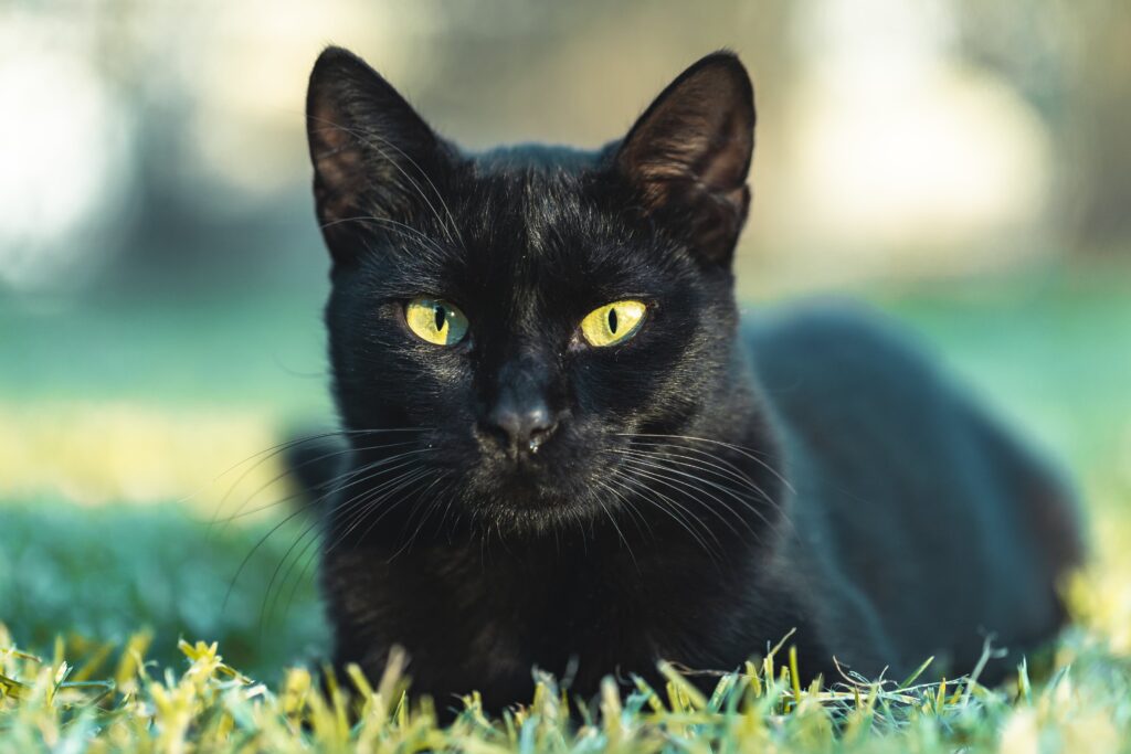 black tortie cat
