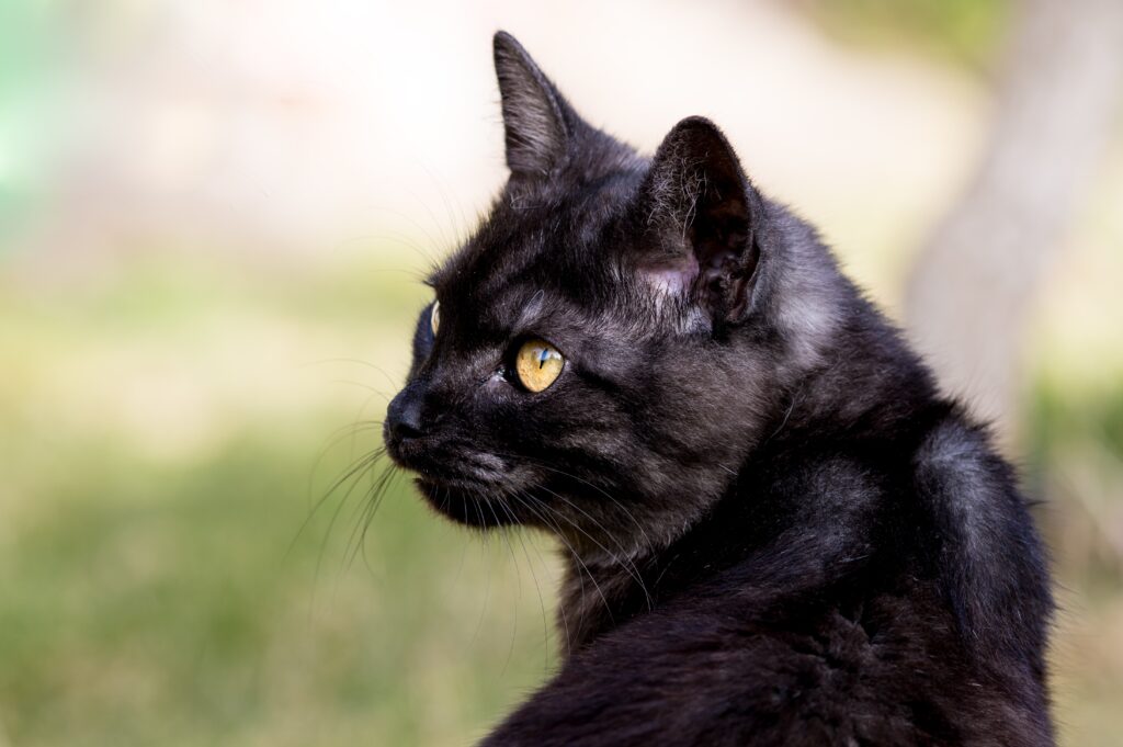 black tortie cat
