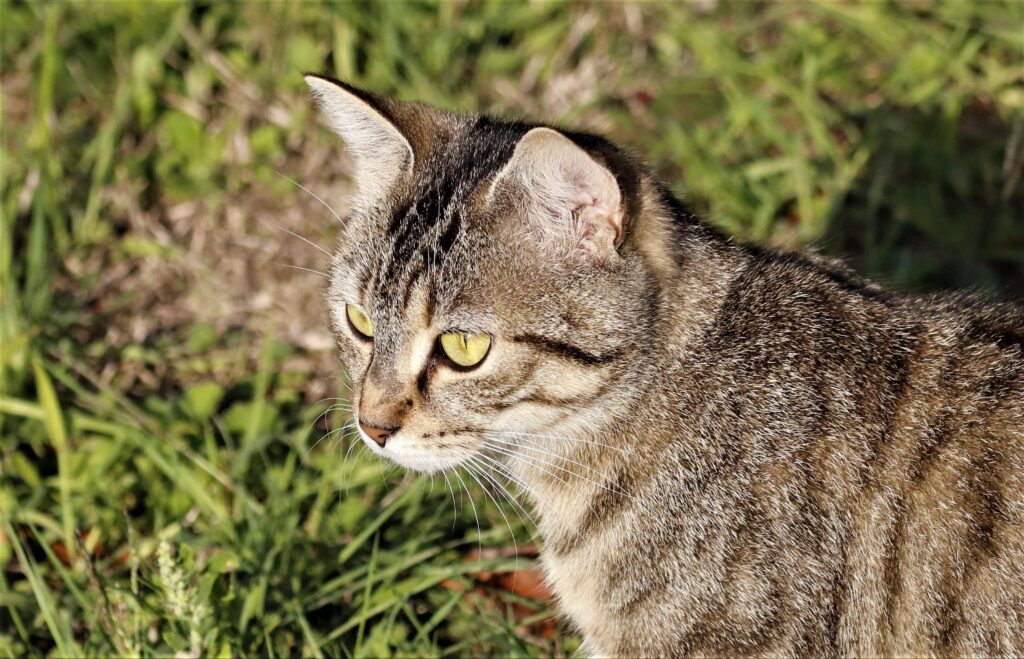 diluted tortie cat
