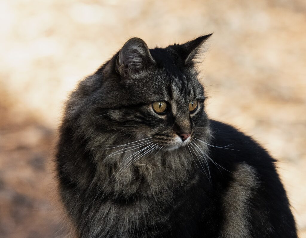 black tortie cat
