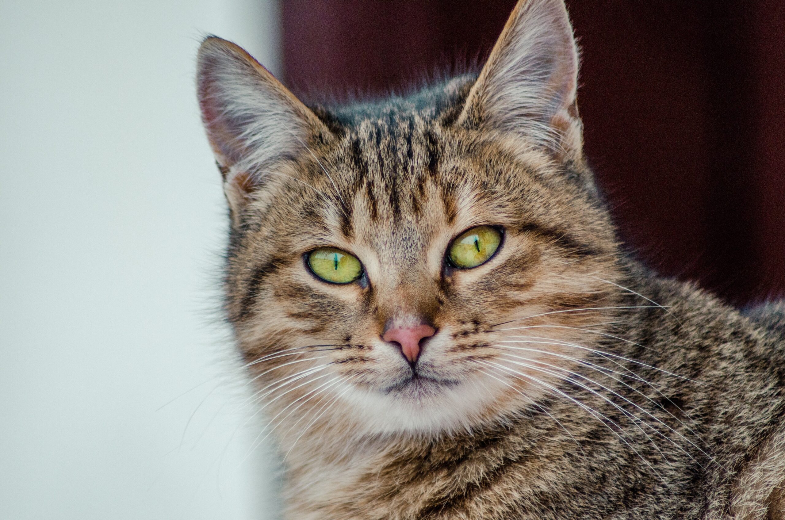 diluted tortie cat