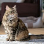 care for older cats