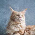 care for older cats