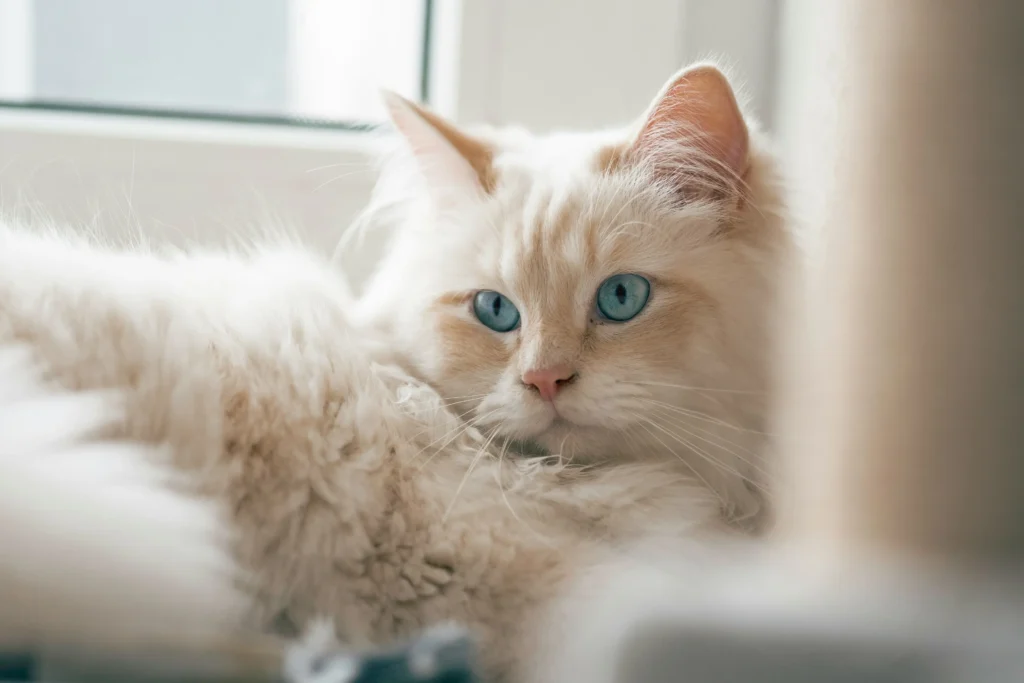 ragdoll tortie
