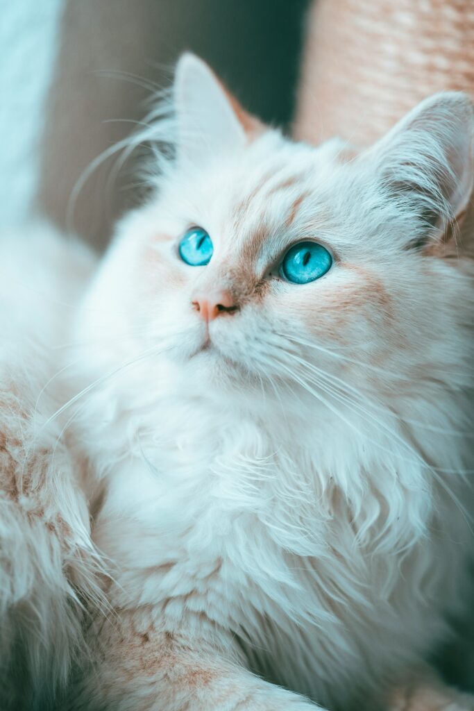 long hair tortie cat
