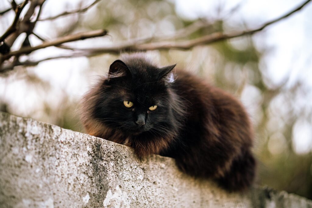 long hair tortie cat
